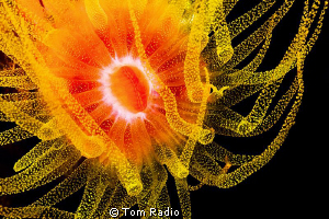 Cup Coral
Bali, Indonesia by Tom Radio 